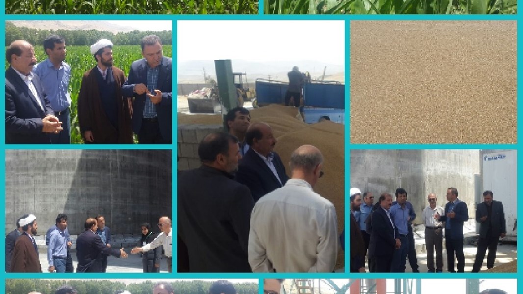 بازدید فرماندار به همراه اعضای شورای تامین شهرستان صحنه با مدیرجهاد کشاورزی ازمراکز خریدگندم وکلزاوهمچنین طرح های شبکه آبیاری دشت چمچمال ومزارع کشاورزی